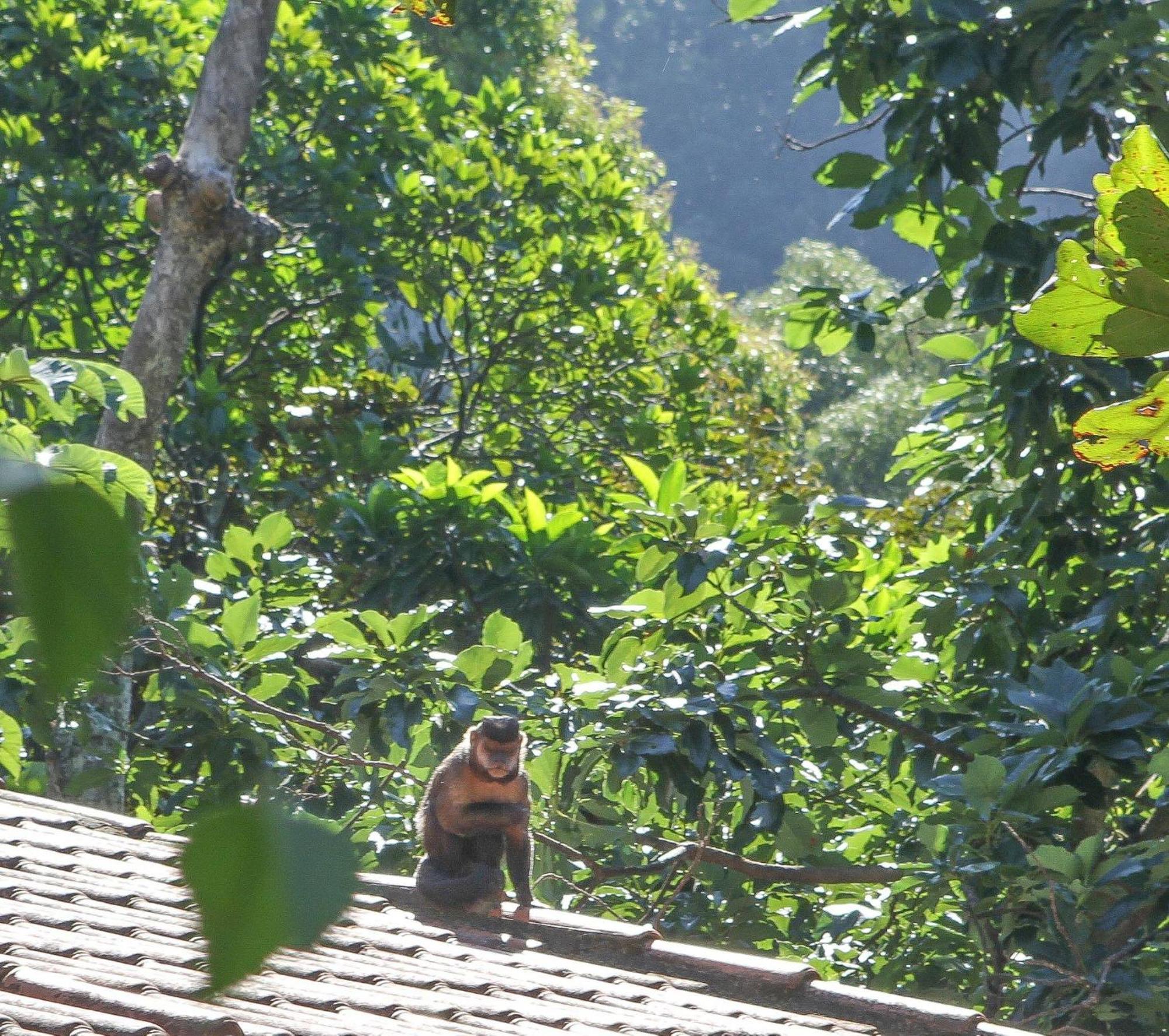 Les Jardins De Rio Boutique Hotel Rio de Janeiro Bagian luar foto